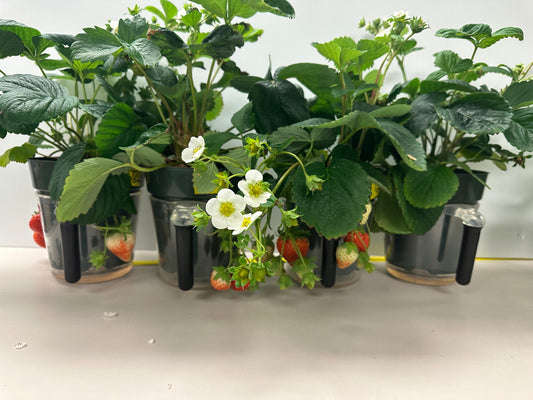 Enviotics®: Effective Plant Probiotics to Boost Strawberry Yields