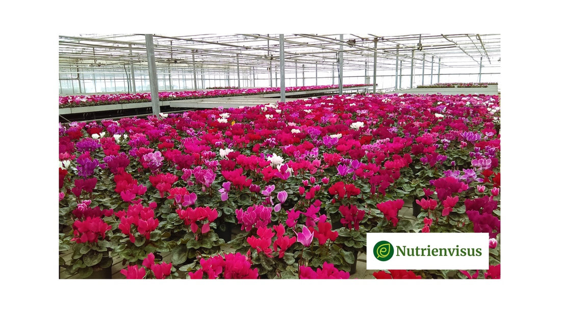 How do commercial growers begin field trials using our Enviotics®?