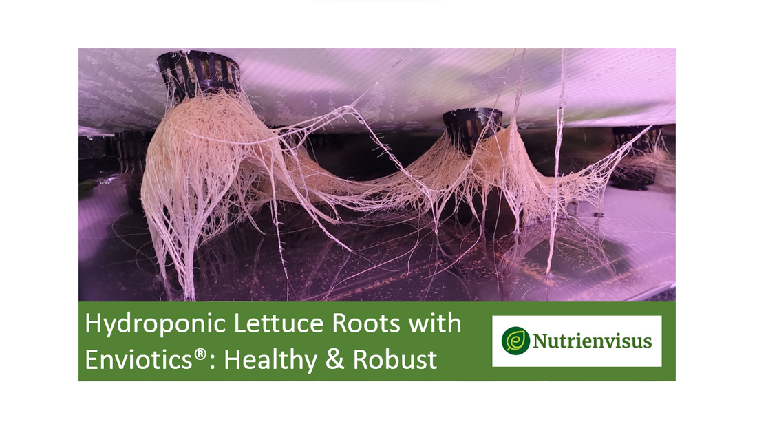 Elevate Your Hydroponic Lettuce with Plant Probiotics, Enviotics®