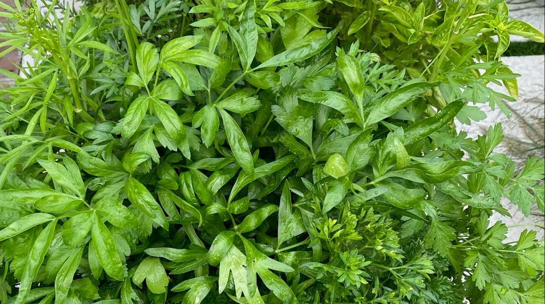Enviotin Boosts Vigour, Size, Yield, Longevity, and Flavour of Herb Plants
