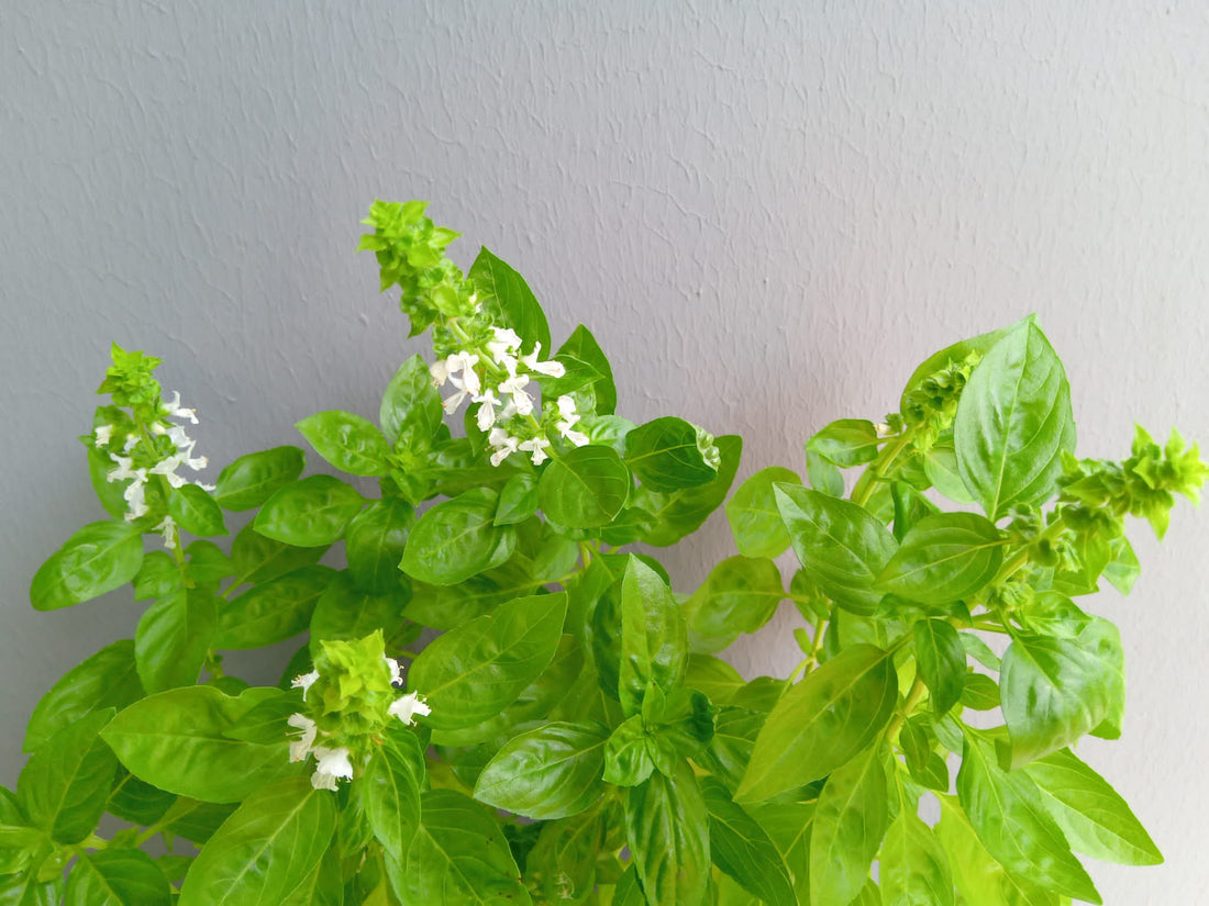 Growing and Caring for Sweet Basil Plants using Enviotin Capsules