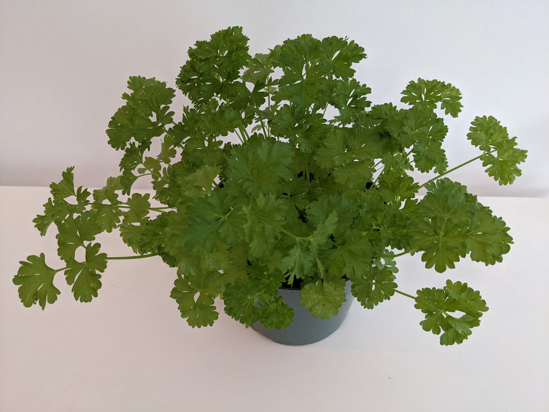 Enviotin Provides The Best Nutrition Through All Parsley Growth Stages.