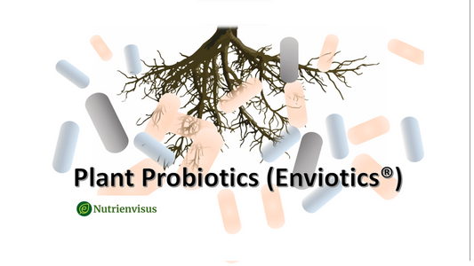 Why Plant Probiotics are the Key to Thriving Plants?