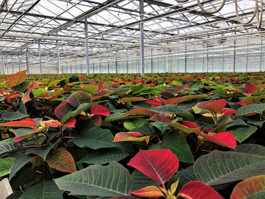 Grow Healthy and Colorful Poinsettias to Brighten Up Your Holiday Season