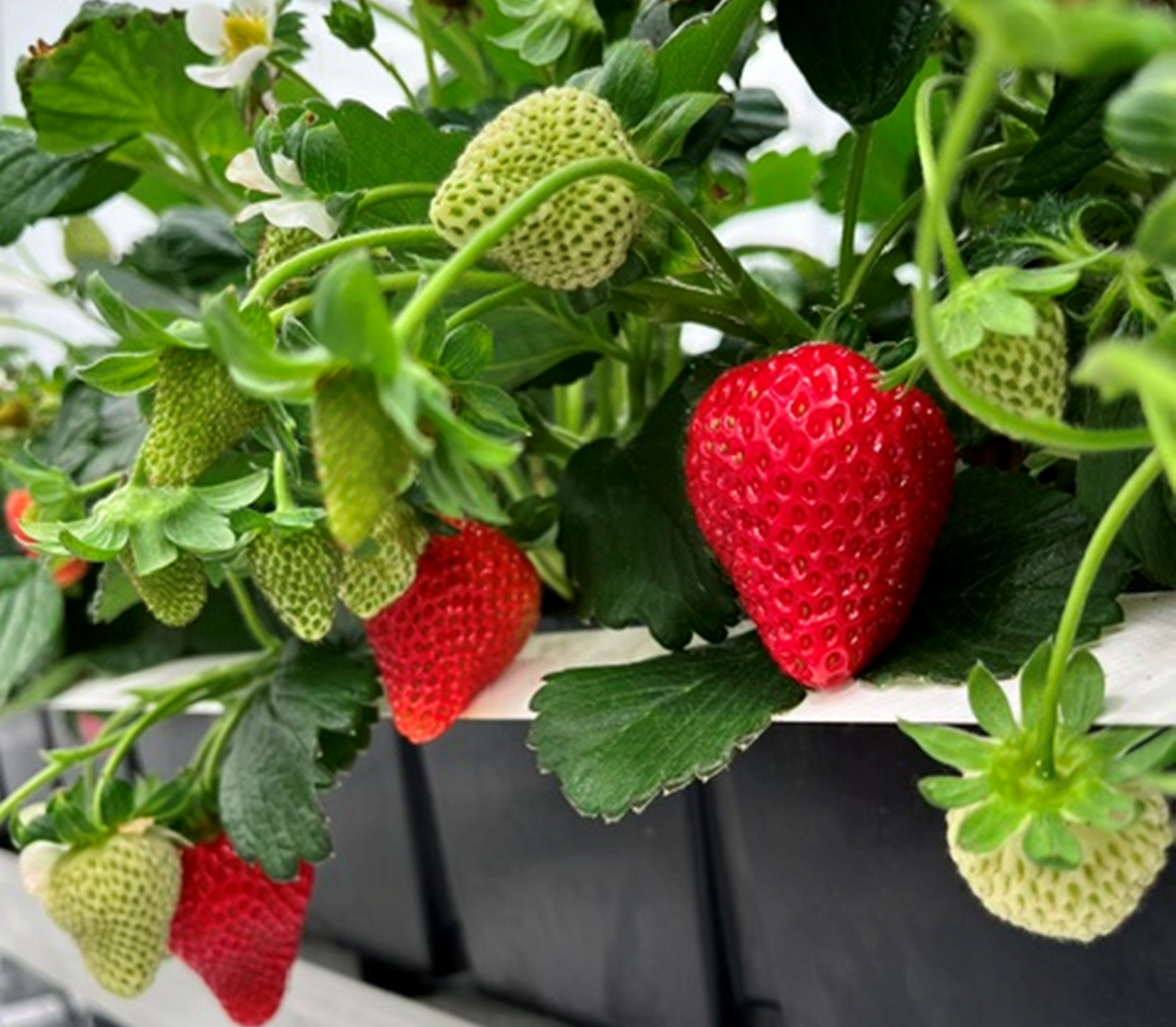 Maximize Your Strawberry Harvest with Enviotin® and Enviotics®